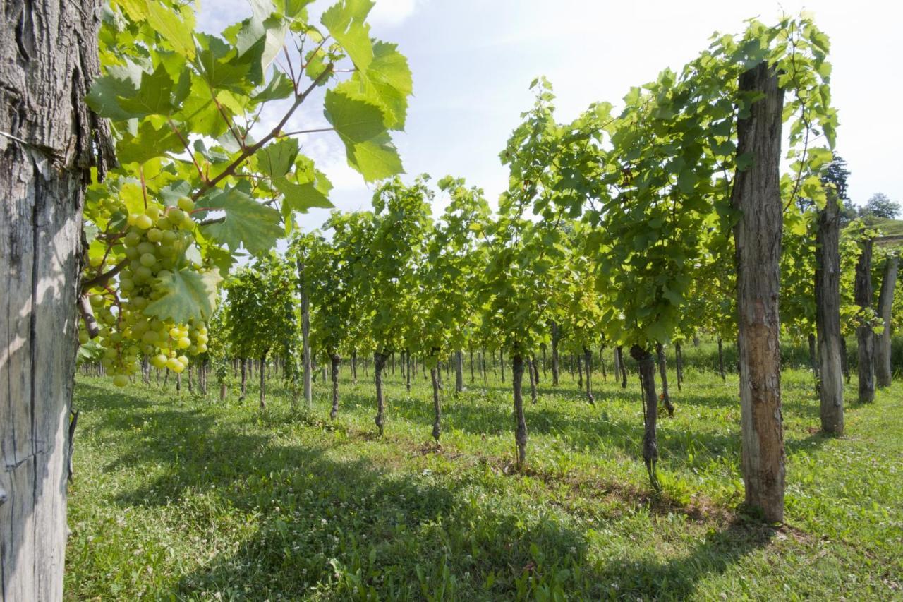Alloggio Agrituristico Corte San Biagio Corno di Rosazzo Dış mekan fotoğraf