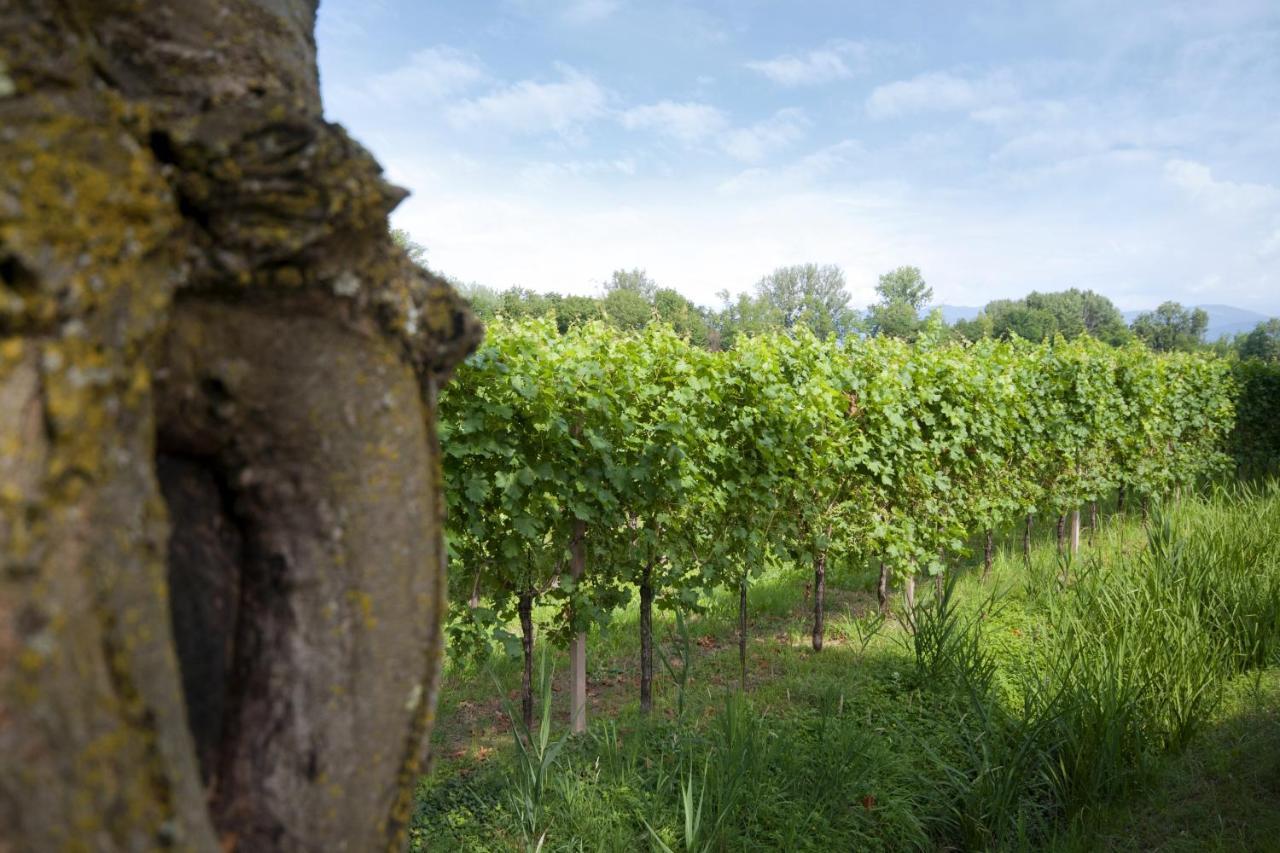 Alloggio Agrituristico Corte San Biagio Corno di Rosazzo Dış mekan fotoğraf